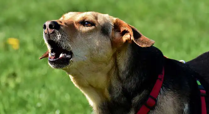 Hond blaft naar voorbijgangers