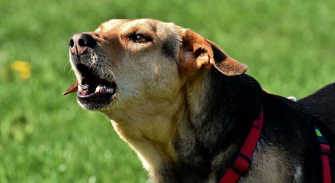 Waarom blaft mijn hond naar andere honden