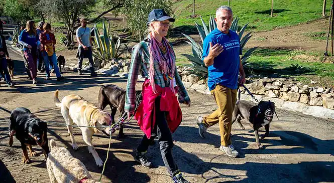 Cesar Millan workshop Zephalinda Zephalinda op pad met een groep honden tijdens een Cesar Millan-workshop