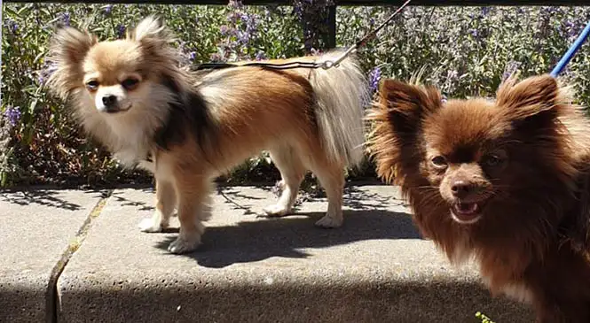 Chihuahua met gedragsproblemen Chihuahua met gedragsproblemen