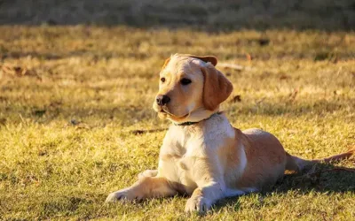 Golden Retriever: typische gedragsproblemen
