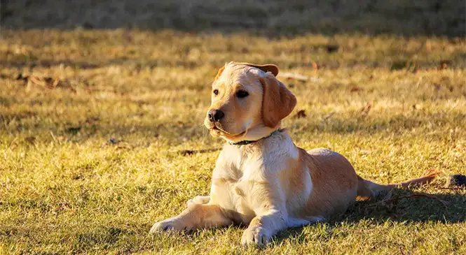 golden retriever Blog Golden Retriever: typische gedragsproblemen